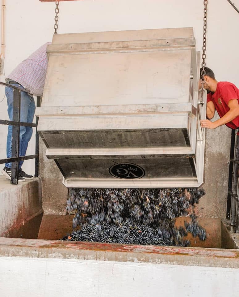 Vindima: as uvas caem do contentor para o lagar